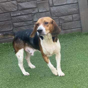Rowdy -  Beagle Dog for Adoption in Loxahatchee Groves, Florida - Rowdy | PetCurious