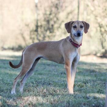 Rescue Whippet Dogs for Adoption in Natchitoches, Louisiana - Collette | PetCurious