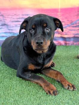 Delilah - foster needed -  Rottweiler Dog for Adoption in Deering, New Hampshire - Delilah - Foster Needed | PetCurious