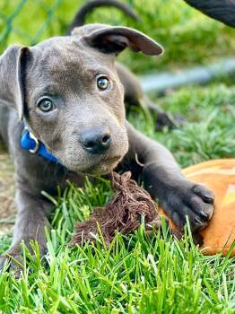 Ike - LOCAL in MA -  Catahoula Leopard Dog Dog for Adoption in Princeton, Massachusetts - Ike - LOCAL In MA | PetCurious
