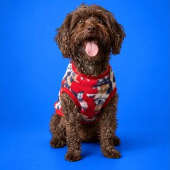 Buffy -  Poodle Dog for Adoption in San Diego, California - Buffy | PetCurious