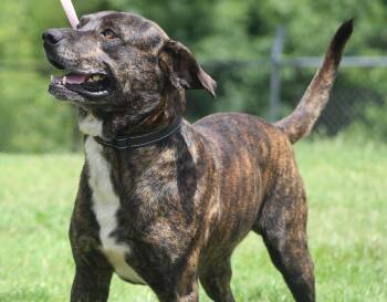 Don -  Rottweiler Dog for Adoption in Conway, Arkansas - Don | PetCurious