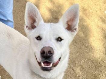 Mixed Breed Dogs Available for Adoption - Pink | PetCurious