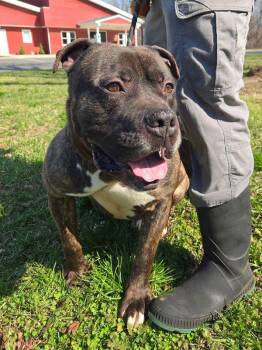 Lee (bulli) -  Mastiff and Pit Bull Terrier Dog for Adoption in Montgomery, New Jersey - Lee (bulli) | PetCurious