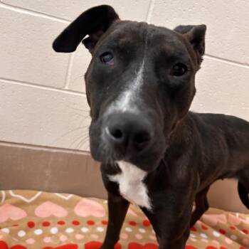 Vivienne -  Pit Bull Terrier Dog for Adoption in Reno, Nevada - Vivienne | PetCurious