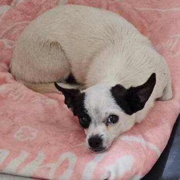 Bowser -  Chihuahua Dog for Adoption in Redwood Valley, California - Bowser | PetCurious