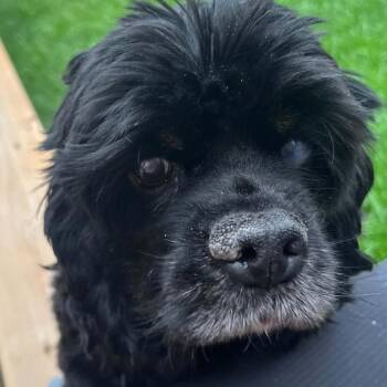 Skye -  Cocker Spaniel Dog for Adoption in Calgary, Alberta - Skye | PetCurious