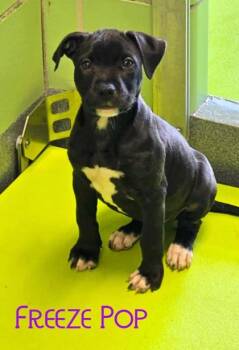 Freeze Pop -  Retriever and Mixed Breed Dog for Adoption in Kansas City, Missouri - Freeze Pop | PetCurious