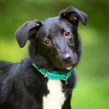 Lincoln -  Border Collie Dog for Adoption in Reisterstown, Maryland - Lincoln | PetCurious