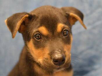 Macaque -  Shepherd Dog for Adoption in Portland, Oregon - Macaque | PetCurious