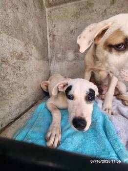 PURPLE 1 -  Great Pyrenees and Mixed Breed Dog for Adoption - PURPLE 1 | PetCurious