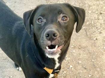 Slushy -  Mixed Breed Dog for Adoption in Georgetown, Texas - Slushy | PetCurious