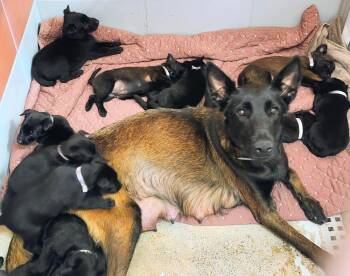 Texas Legends Litter- George (Purple Collar) -  Belgian Shepherd Malinois Dog for Adoption in Imlay City, Michigan - Texas Legends Litter- George (Purple Collar) | PetCurious