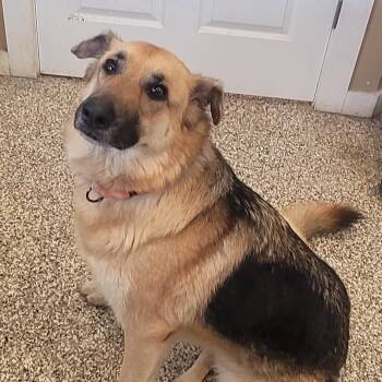 Rescue German Shepherd Dog Dogs for Adoption in Tipton, Indiana - Autumn | PetCurious