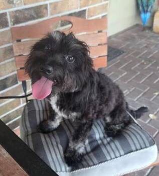 Coal -  Poodle and Dachshund Dog for Adoption in Manvel, Texas - Coal | PetCurious
