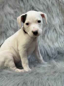 Ella -  Pit Bull Terrier Dog for Adoption in Lutz, Florida - Ella | PetCurious