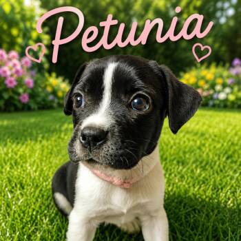 Petunia -  Boston Terrier and Mixed Breed Dog for Adoption in Hohenwald, Tennessee - Petunia | PetCurious