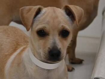 Hopscotch -  Chihuahua Dog for Adoption in Portland, Oregon - Hopscotch | PetCurious