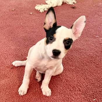 Josette -  Cattle Dog Dog for Adoption in Huntsville, Alabama - Josette | PetCurious