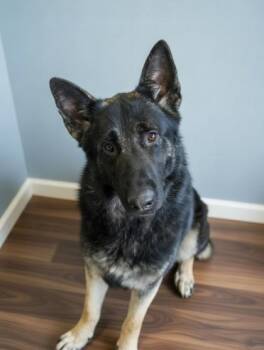 Titus -  German Shepherd Dog and Mixed Breed Dog for Adoption in Bowling Green, Kentucky - Titus | PetCurious