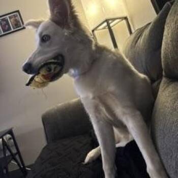 Marley (Courtesy Post) -  White German Shepherd Dog Available for Adoption in Oswego, New York - Marley (Courtesy Post) | PetCurious