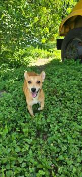 Sissy -  Chihuahua Dog for Adoption in Boise, Idaho - Sissy | PetCurious