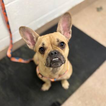 Biscuit -  English Bulldog and Mixed Breed Dog for Adoption in Ardmore, Oklahoma - Biscuit | PetCurious