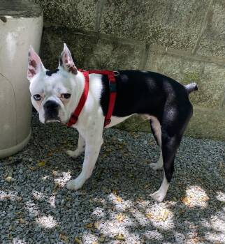 Geno Kennedy KY4852 -  Boston Terrier Dog for Adoption in Maryville, Tennessee - Geno Kennedy KY4852 | PetCurious