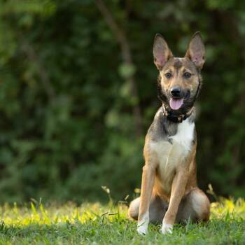 Rescue Mixed Breed Dogs for Adoption in Rossville, Georgia - Poet | PetCurious