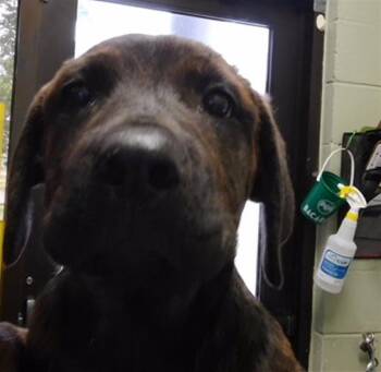 TESSA -  Rottweiler and Mixed Breed Dog for Adoption in Tulsa, Oklahoma - TESSA | PetCurious