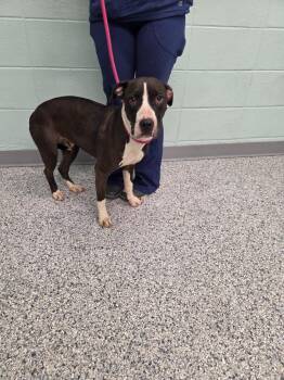 Shirley -  Terrier Dog for Adoption in Athens, Tennessee - Shirley | PetCurious