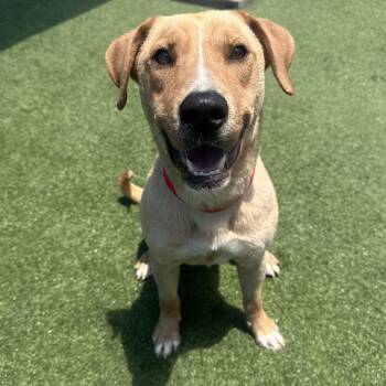 RAMSEY GS -  Labrador Retriever Dog for Adoption in Lucas, Texas - RAMSEY GS | PetCurious