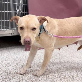 Yumi -  Mixed Breed Dog for Adoption in Auburn, Alabama - Yumi | PetCurious
