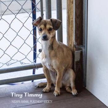 Chihuahua Dogs Available for Adoption - Tiny Timmy | PetCurious