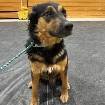 Katharine Hepburn -  Mixed Breed Dog for Adoption in Moab, Utah - Katharine Hepburn | PetCurious