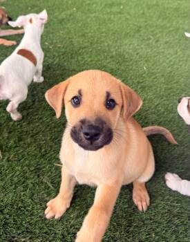 Birmingham -  Mixed Breed Dog for Adoption in New York, New York - Birmingham | PetCurious