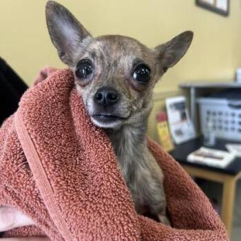 Chihuahua and Mixed Breed Dogs Available for Adoption - Zoe | PetCurious