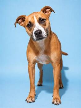 SPUNKY -  Mixed Breed Dog for Adoption in Jacksonville, Florida - SPUNKY | PetCurious