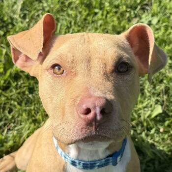 Stitch -  Pit Bull Terrier Dog for Adoption in Jefferson, Wisconsin - Stitch | PetCurious