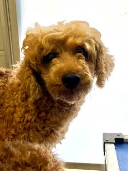 Becky with the Bangs -  Poodle Dog for Adoption in Auburn, Indiana - Becky With The Bangs | PetCurious