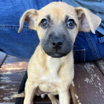 Maple -  Terrier Dog for Adoption in New London, Wisconsin - Maple | PetCurious