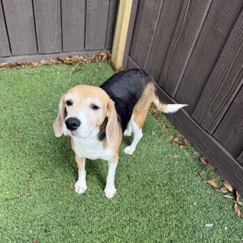 Mariposa ??i2 3903 -  Beagle Dog for Adoption in Loxahatchee Groves, Florida - Mariposa ??i2 3903 | PetCurious