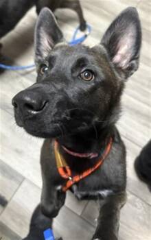 JESSIE -  German Shepherd Dog Dog for Adoption in Redlands, California - JESSIE | PetCurious