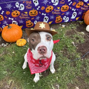 Rescue American Staffordshire Terrier and Labrador Retriever Dogs for Adoption in Brookeville, Maryland - Romeo | PetCurious