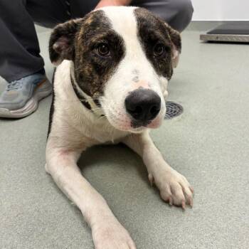 Blessing -  Mixed Breed Dog for Adoption in Abilene, Texas - Blessing | PetCurious