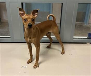 ITO -  Chihuahua and Mixed Breed Dog for Adoption in San Jose, California - ITO | PetCurious