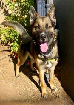 Rescue Belgian Shepherd Malinois Dogs for Adoption in Cottonwood, Arizona - Moondog | PetCurious