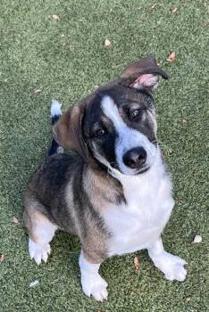 Hound and Mixed Breed Dogs Available for Adoption in Newton, North Carolina - BUSTER | PetCurious