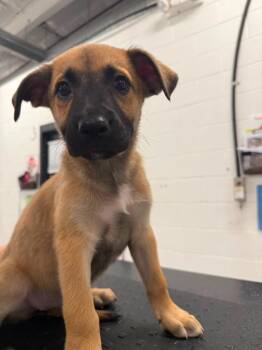 Miramar -  Shepherd and Boxer Dog for Adoption in Phoenix, Arizona - Miramar | PetCurious