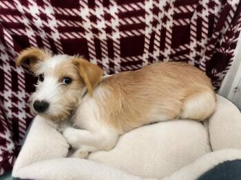 Alex Jul 26 -  Terrier Dog for Adoption in Pacolet, South Carolina - Alex Jul 26 | PetCurious